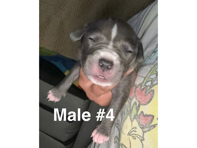 XL Bully Pit puppies - 9/12