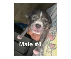 XL Bully Pit puppies - 9
