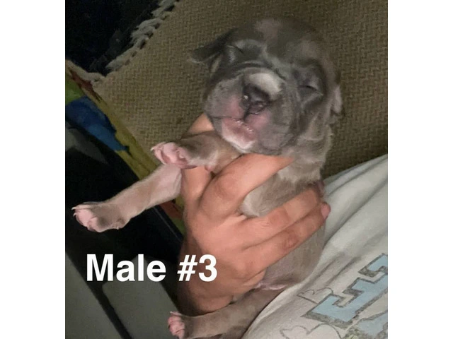 XL Bully Pit puppies - 10/12