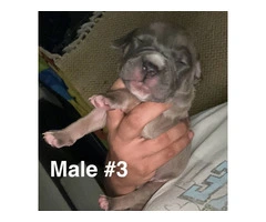 XL Bully Pit puppies - 10