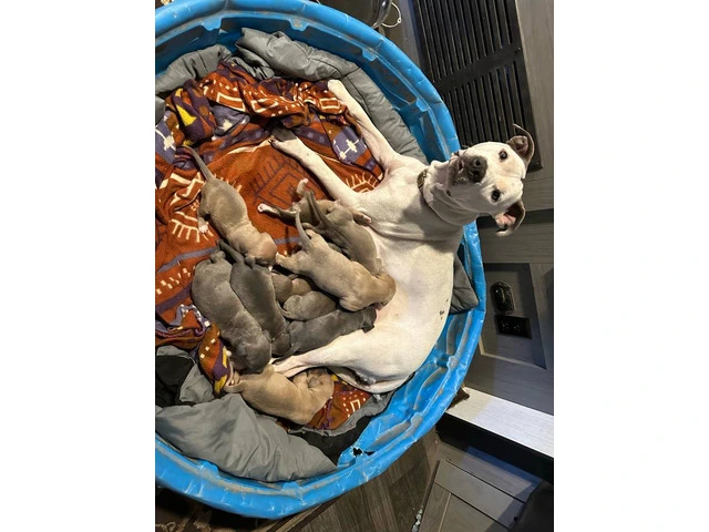 XL Bully Pit puppies - 11/12
