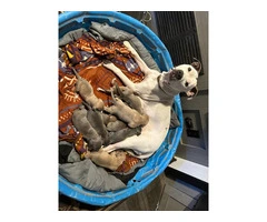 XL Bully Pit puppies - 11