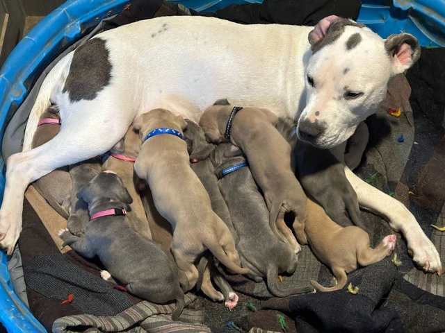 XL Bully Pit puppies - 12/12
