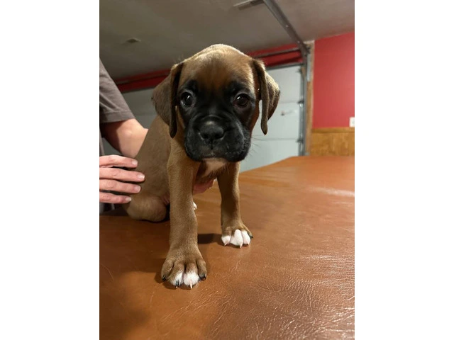 2 BOXER PUPPIES FOR ADOPTION - 1/4