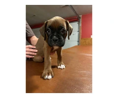 2 BOXER PUPPIES FOR ADOPTION