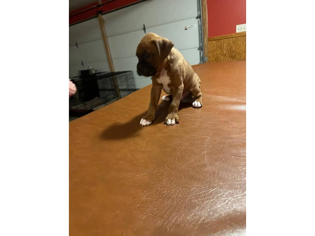 2 BOXER PUPPIES FOR ADOPTION - 2/4