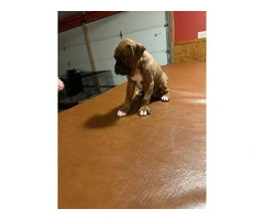 2 BOXER PUPPIES FOR ADOPTION - 2
