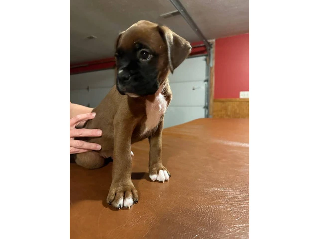 2 BOXER PUPPIES FOR ADOPTION - 4/4