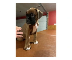 2 BOXER PUPPIES FOR ADOPTION - 4