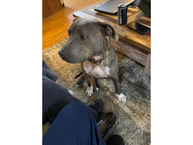 Sweet 1.5-year-old male brindle pit - 1/2