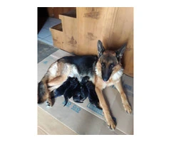 5 German Shepherd puppies ready for Christmas - 8