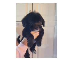 4 Shepadoodle puppies for sale - 2