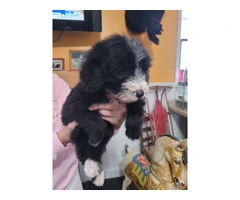 4 Shepadoodle puppies for sale - 4