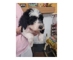 4 Shepadoodle puppies for sale - 7