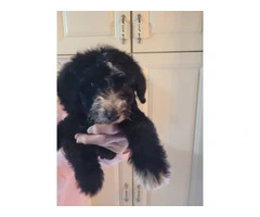 4 Shepadoodle puppies for sale - 9