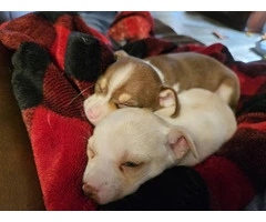 2 precious Chihuahua puppies