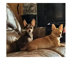 2 precious Chihuahua puppies - 3