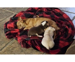 2 precious Chihuahua puppies - 6