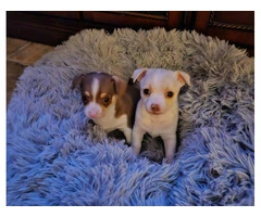 2 precious Chihuahua puppies - 9