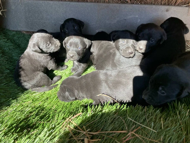 Black Lab puppies - 4/5