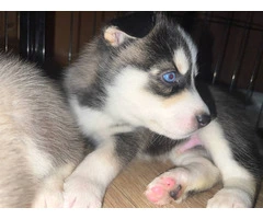 2 healthy and strong Husky puppies
