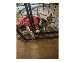 2 healthy and strong Husky puppies - 6