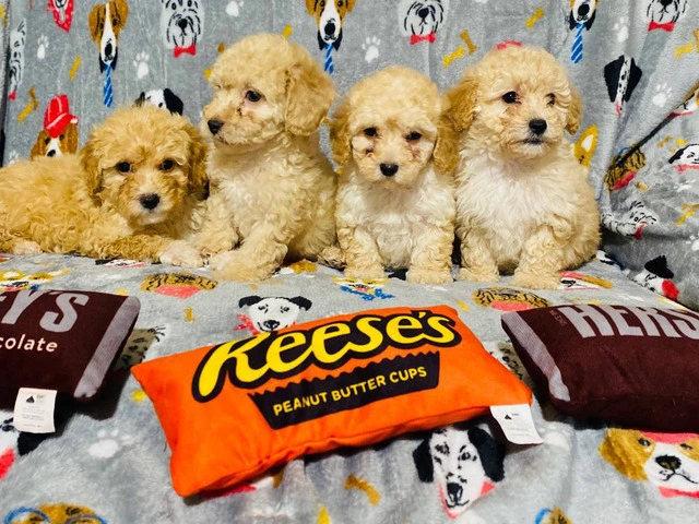 Super cute toy poodle puppies for sale - 1/7