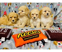 Super cute toy poodle puppies for sale - 1