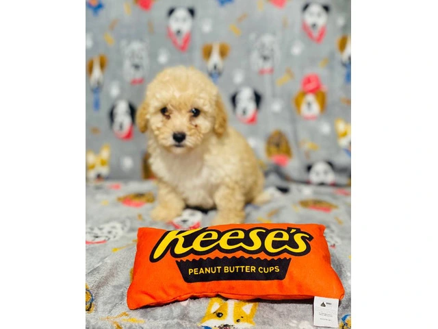 Super cute toy poodle puppies for sale - 5/7