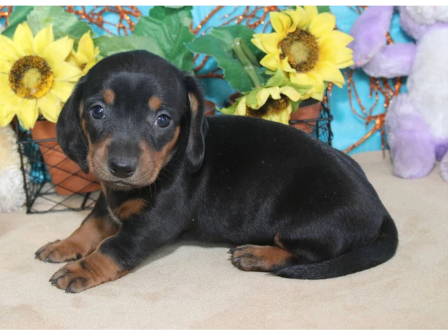 Black and tan short-haired Doxie - 1/7