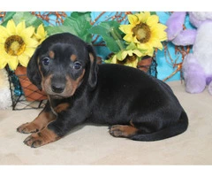 Black and tan short-haired Doxie