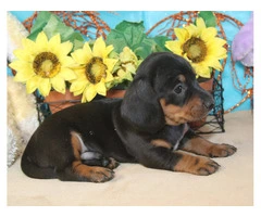 Black and tan short-haired Doxie - 2