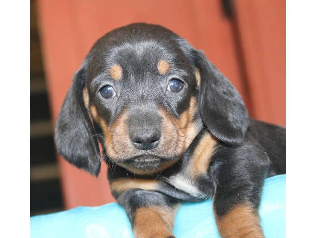 Black and tan short-haired Doxie - 3/7