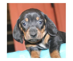 Black and tan short-haired Doxie - 3