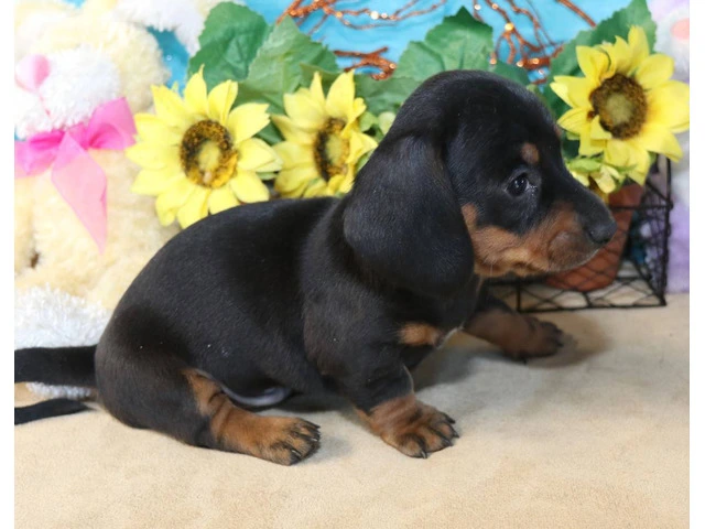 Black and tan short-haired Doxie - 4/7