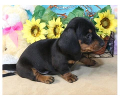 Black and tan short-haired Doxie - 4