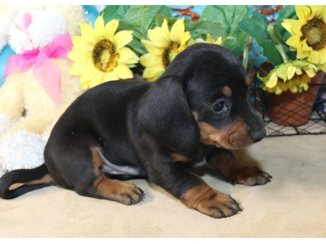 Black and tan short-haired Doxie - 5/7