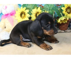 Black and tan short-haired Doxie - 5