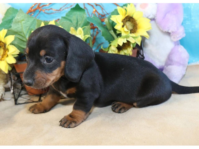 Black and tan short-haired Doxie - 6/7
