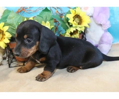 Black and tan short-haired Doxie - 6