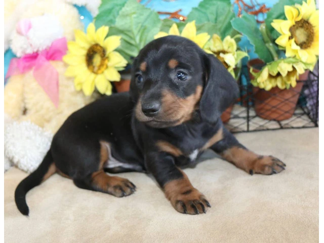 Black and tan short-haired Doxie - 7/7