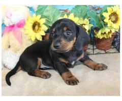 Black and tan short-haired Doxie - 7