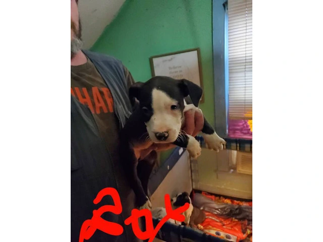 Puppies pitbull and pit boxer mix - 3/12