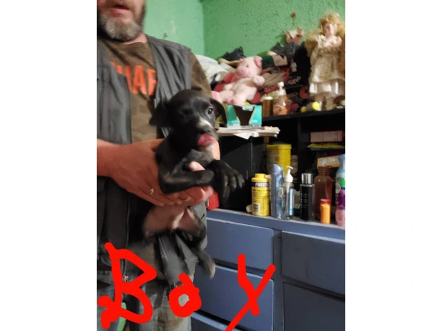 Puppies pitbull and pit boxer mix - 5/12
