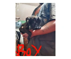 Puppies pitbull and pit boxer mix - 8