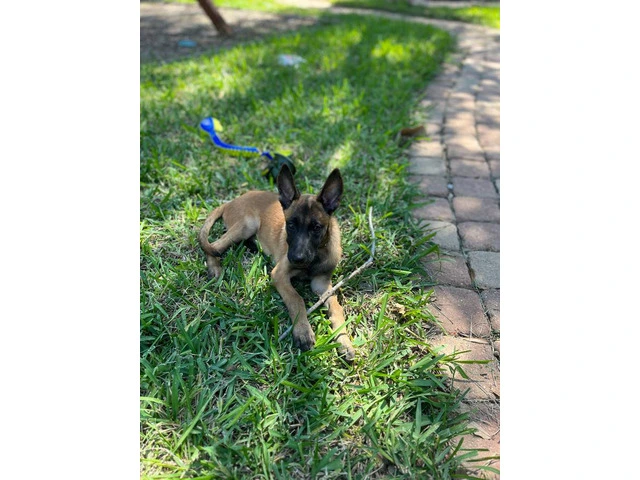 3 months old Malinois pup - 2/7