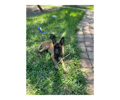 3 months old Malinois pup - 2