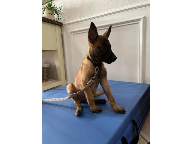 3 months old Malinois pup - 3/7