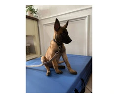 3 months old Malinois pup - 3