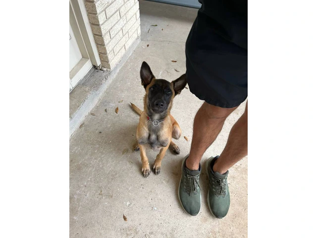3 months old Malinois pup - 4/7